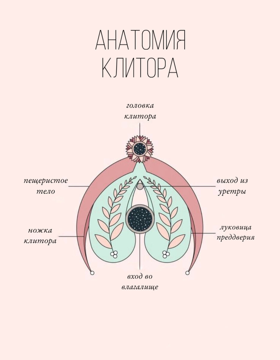 Строение клитора картинка