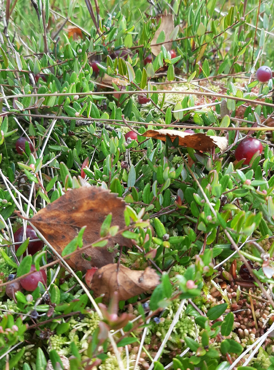 Это болото с клюквой 