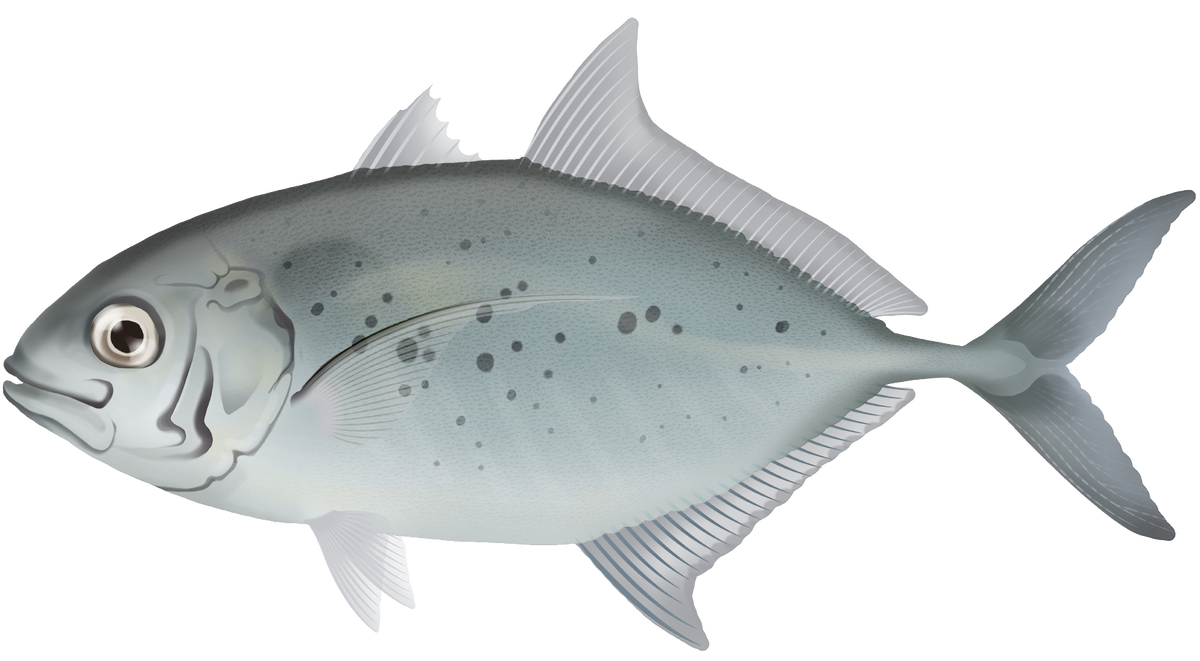 Carangoides gymnostethus