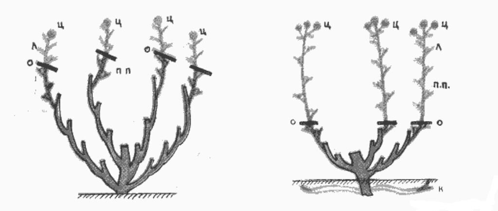 Photo by https://1gryadka.ru/ 