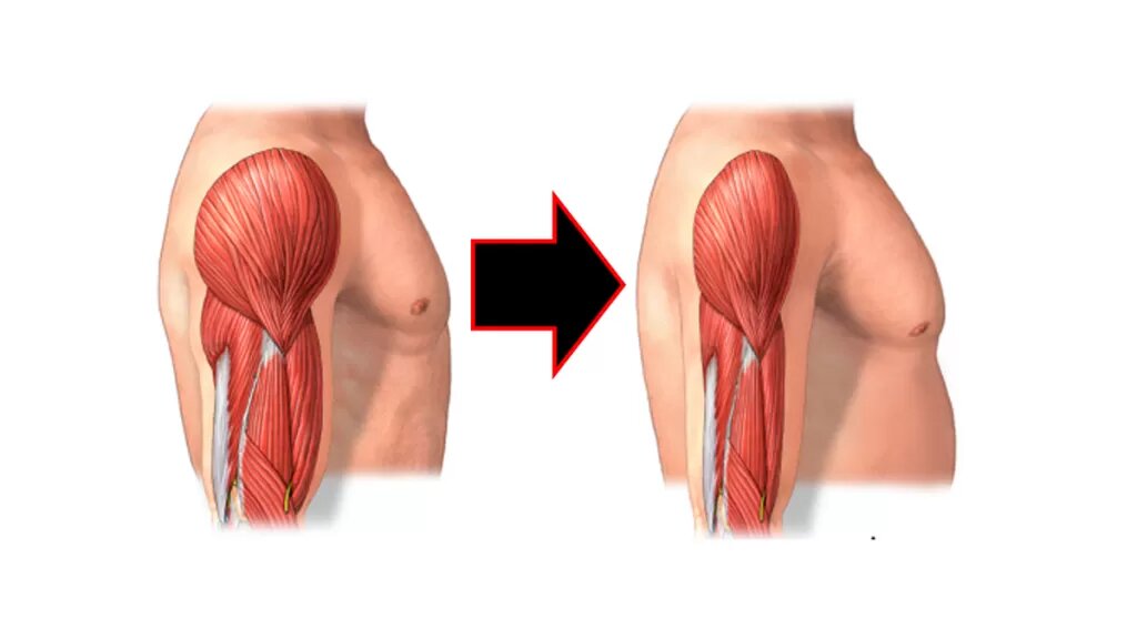Как растут мышцы после тренировки у женщин