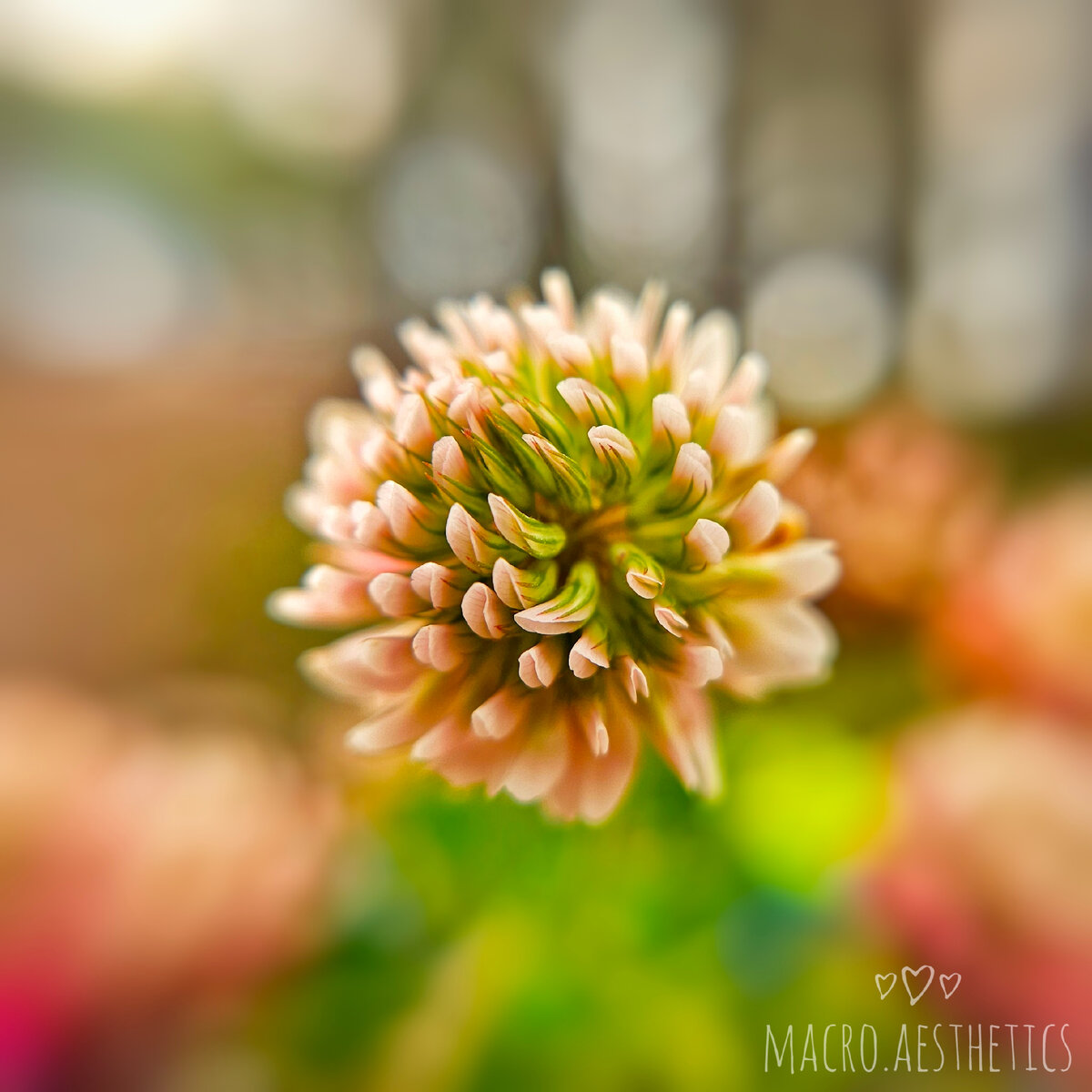 Макрофотография автора. Гибридный клевер 🍀 