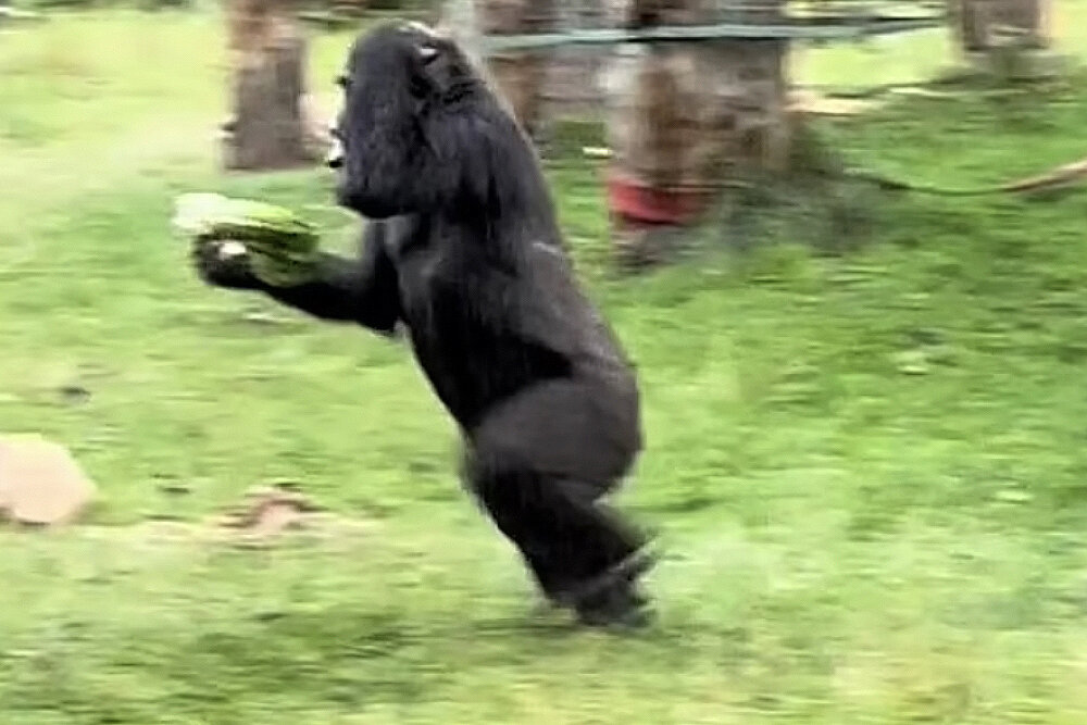     Фото: London Zoo