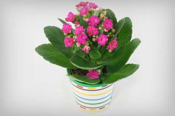 Kalanchoe blossfeldiana cuidados