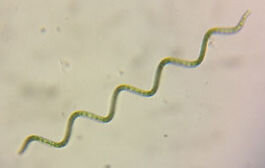 Arthrospira  allergotop.com