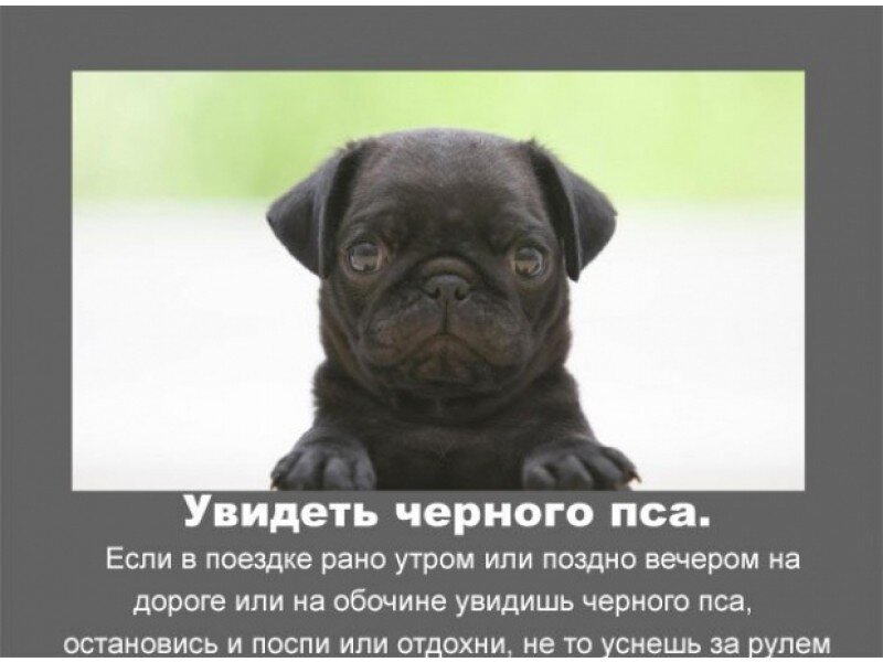 Приметы встретить собаку. Приметы про собак. популярные приметы и суеверия. приметы увидел черную собаку. собачьи приметы и суеверия в картинках с надписями.