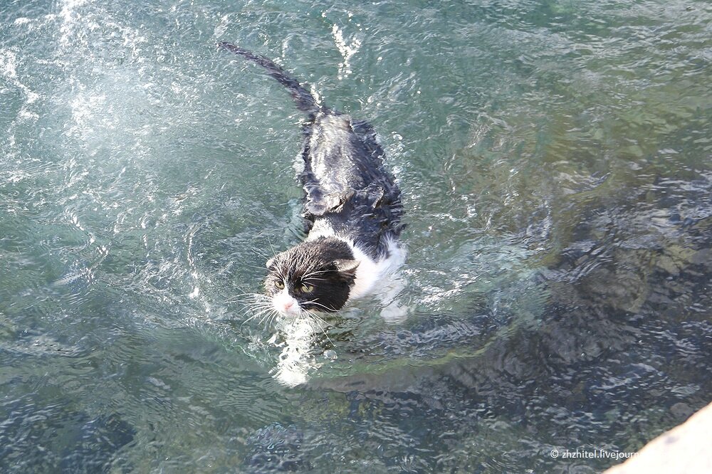 Кот плывущий по реке блог. Кот плавает. Водоплавающий кот. Котик плавает в море. Морские Мурзики.