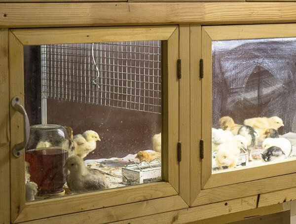 Выращивание цыплят в домашних условиях. Инкубатор или наседка?