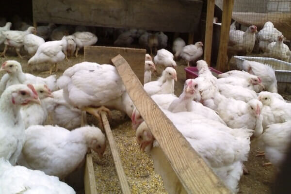 Выращивание цыплят бройлеров в домашних условиях. С чего начать?