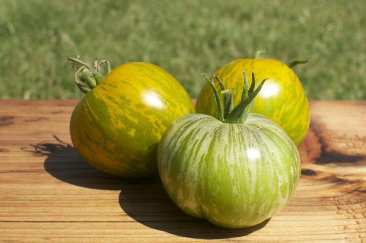 Особенности зеленоплодных томатов