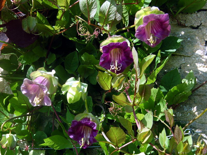 Цветы кобея лазающая фото в саду