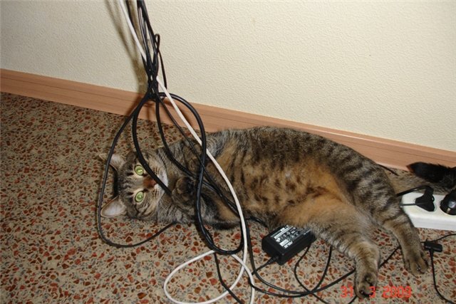 Самый верный способ отучить кота грызть провода | Центр помощи кошкам  «Муркоша» | Дзен