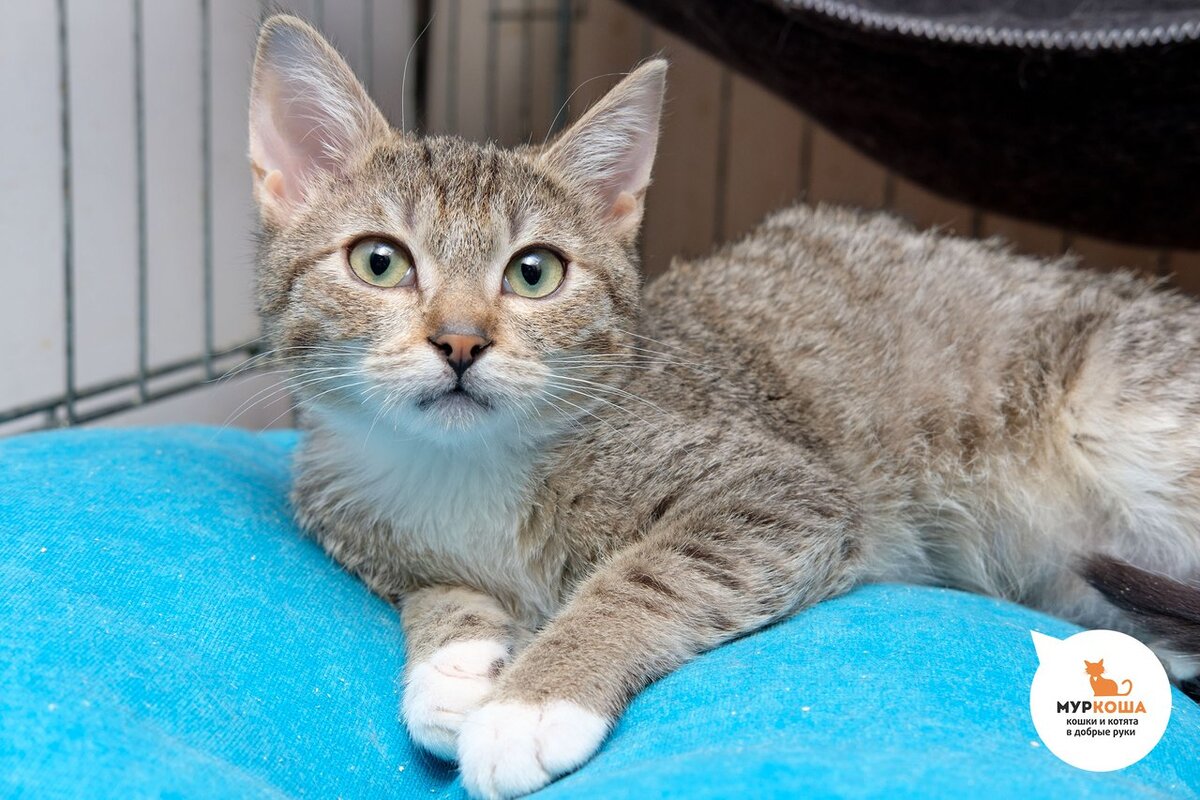 Этого  маленького и обаятельного красавца заметили в подъезде на лестнице,  ведущей на чердак. 