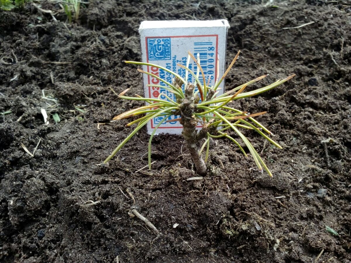 пятилетний кедр