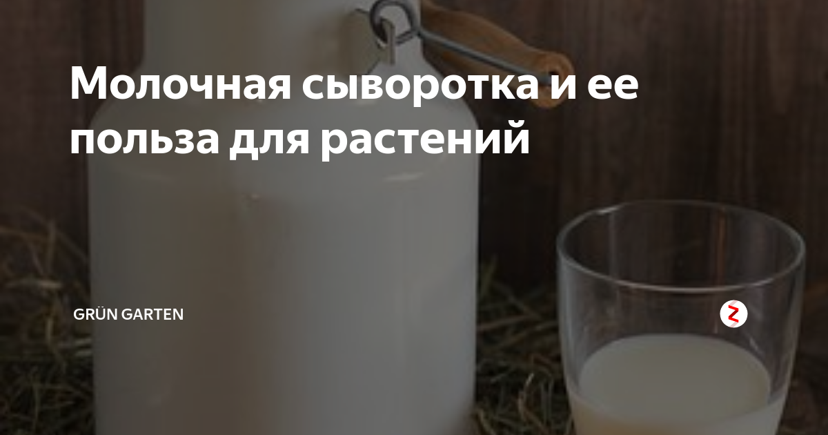 Молочная сыворотка и ее польза для растений | Шпаргалки дачника👨‍🌾👩‍🌾 ...