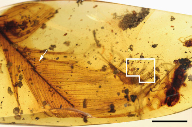 Модальный триггерСвязь с природой