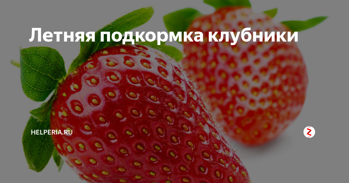 Летняя подкормка клубники | Helperia.ru | Дзен