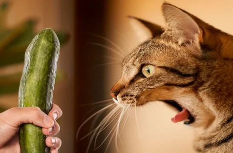 Почему кошки боятся огурцов? | Человек и Мир | Дзен