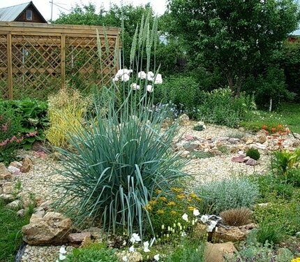 Колосняк песчаный