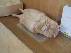 котик уже принял себя полностью