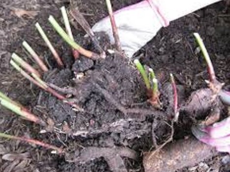 Фото. Выкопанные корни пионов.