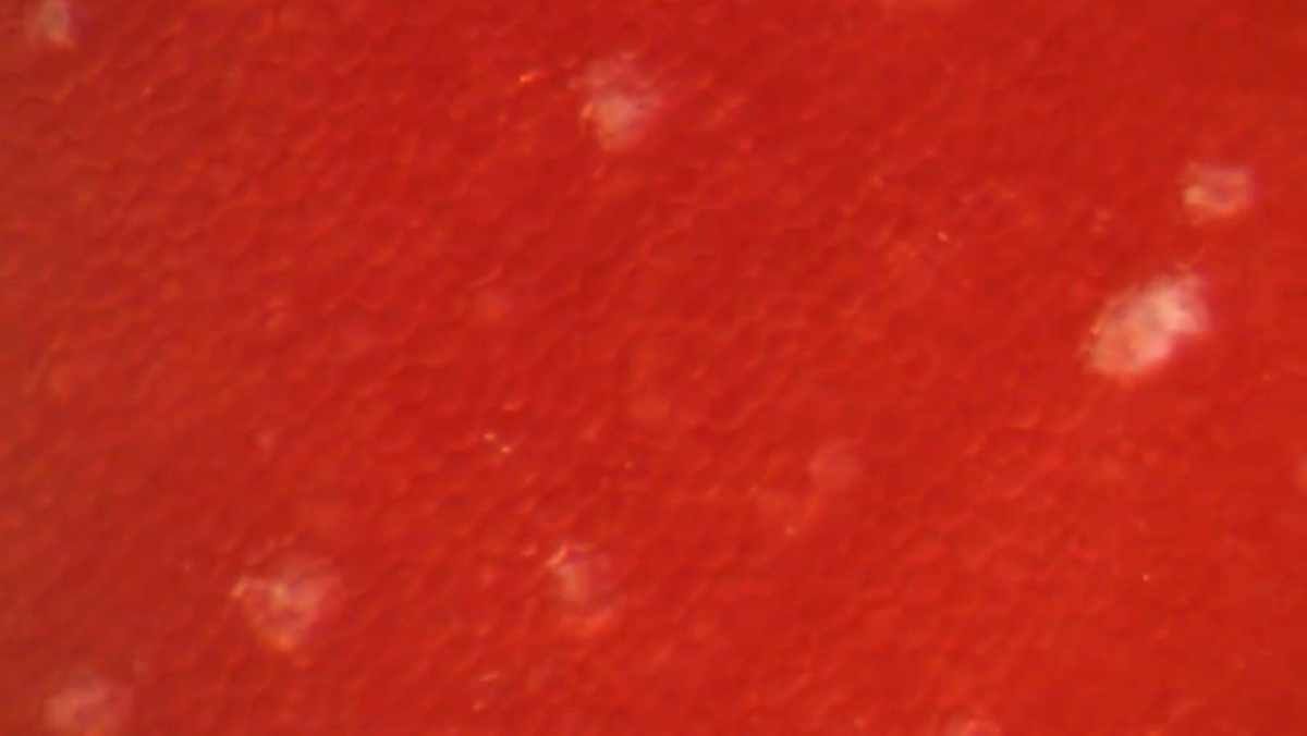 47,009 Tomato Texture Background Stock Photos - Free & Royalty-Free Stock Photos