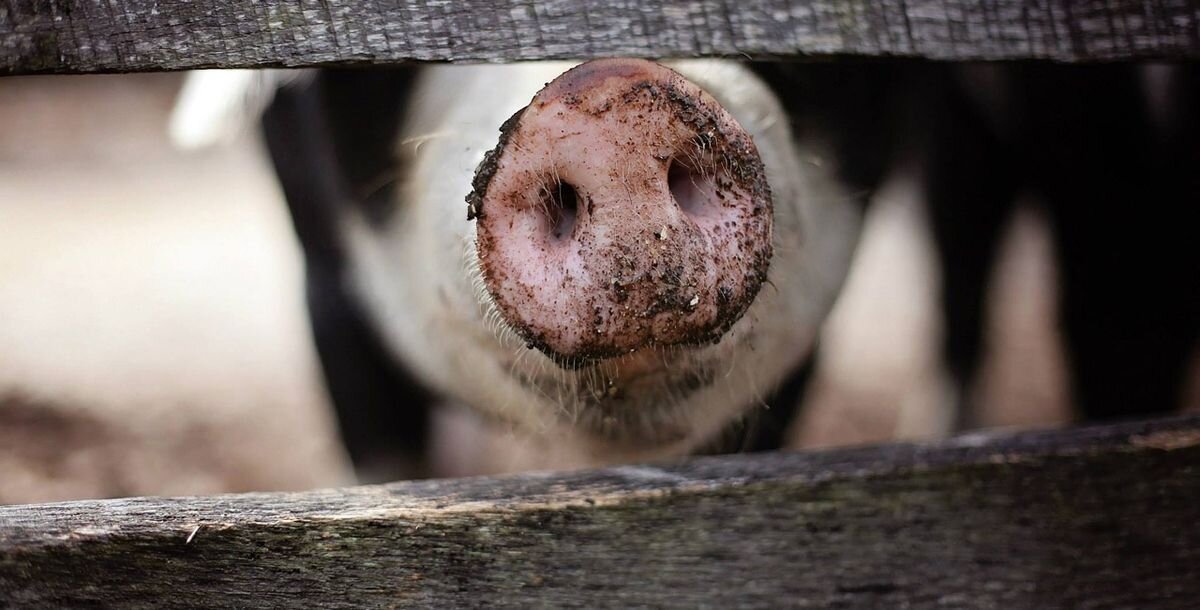 Фото: pixabay.com