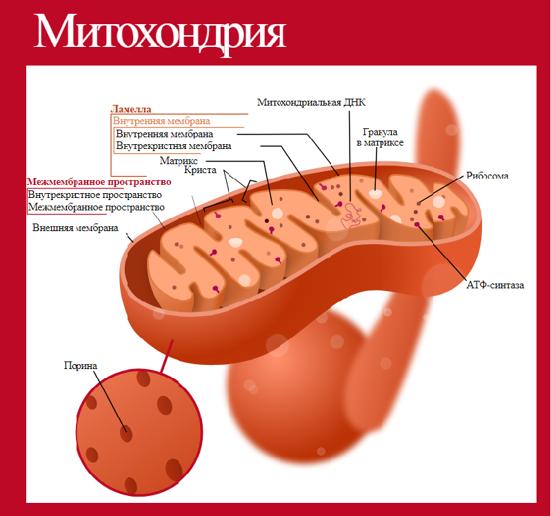 Митохондрия. Источник изображения: wikimedia.org
