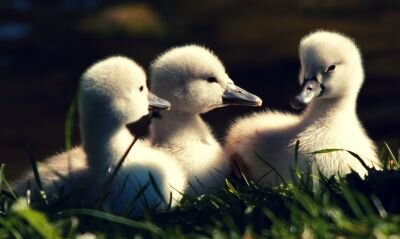 картинка из интернета