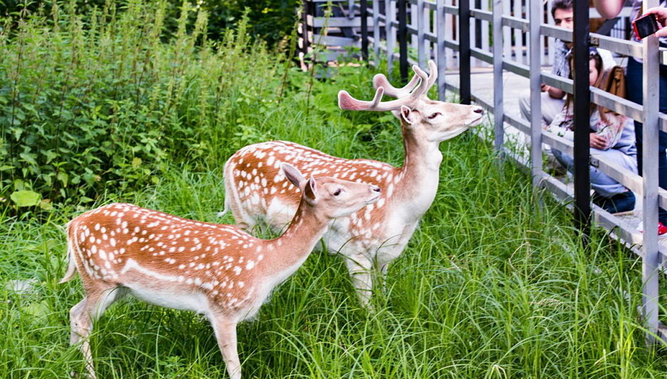   Фото: Zelenograd.ru 