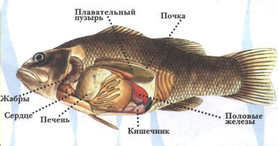 Есть ли у рыбы сердце? | Heaclub Heaclub | Дзен