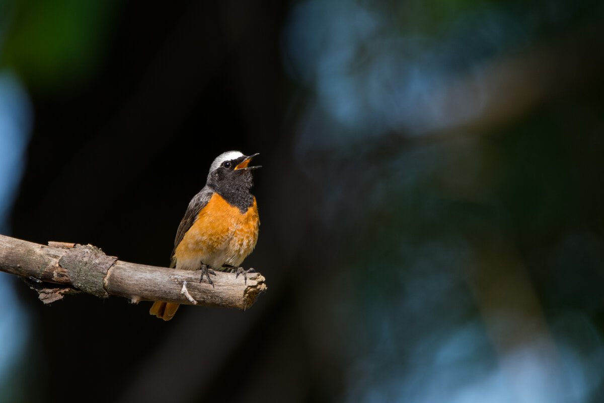 Горихвостка обыкновенная