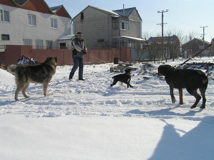 Фото: canecorsomila.narod.ru