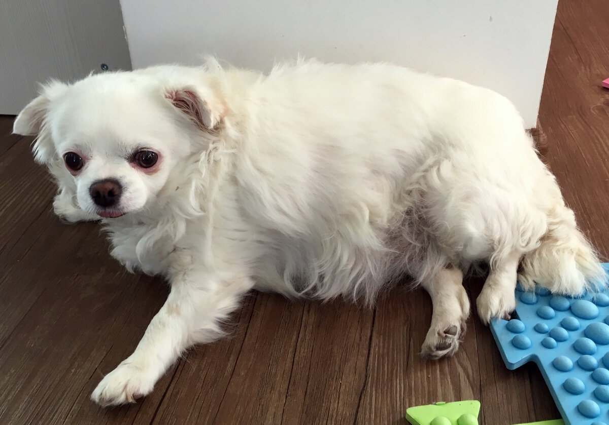 Белая чихуахуа, вес 6 кг. Ожирение владельцы связывают с вынужденной стерилизацией во время кесарева сечения