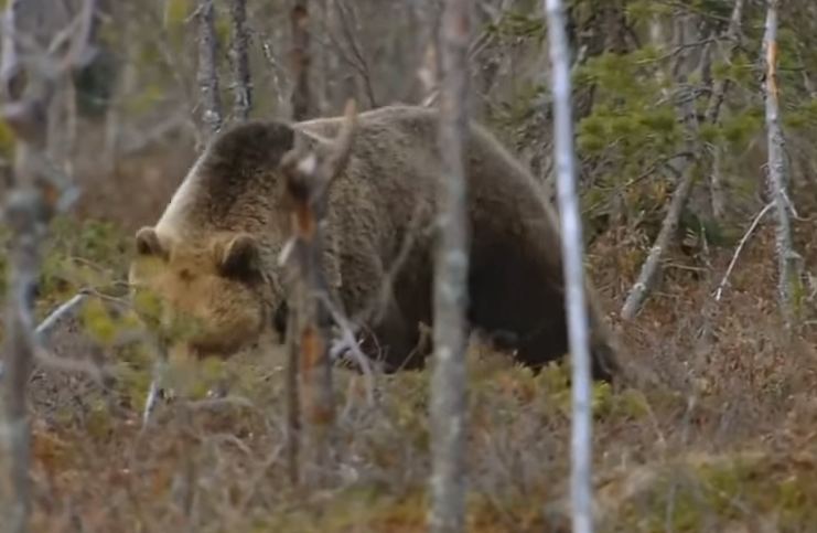 Мама ищет еду