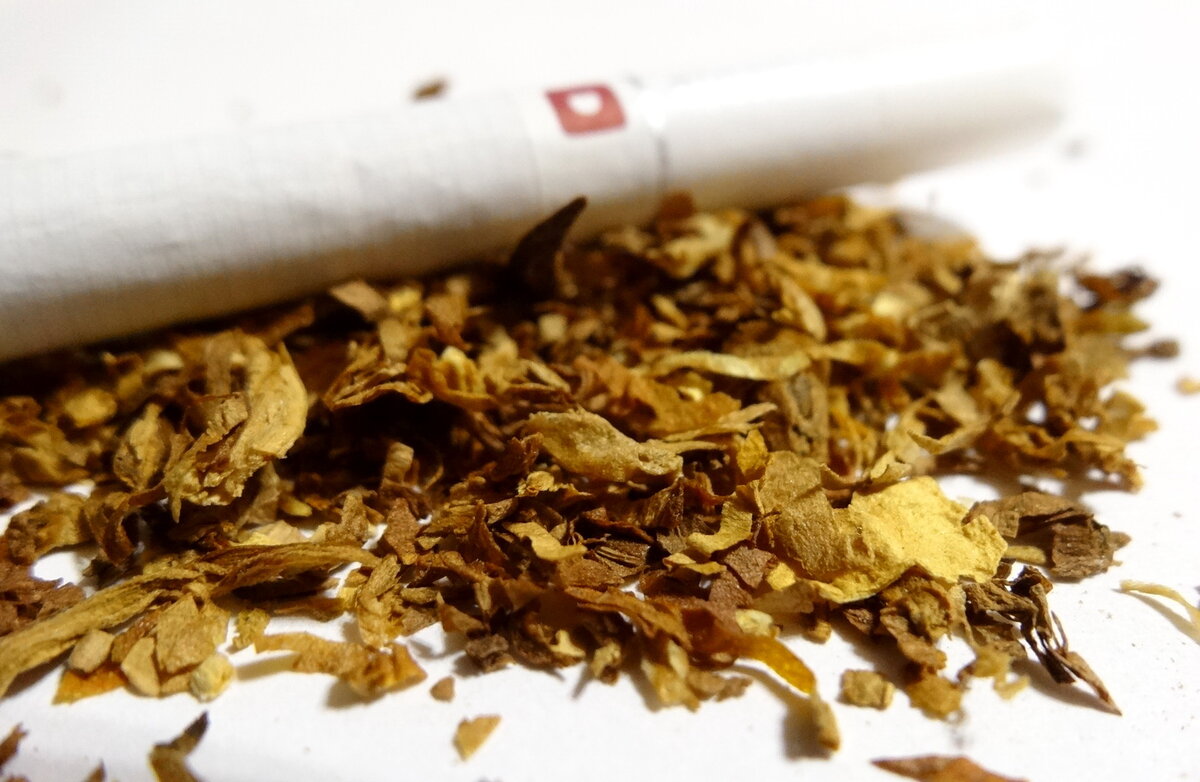 искусственная сигара. сигаретная смола. легкие курильщика со стажем 20 лет. смола табачного дыма. смолы в сигаретах.