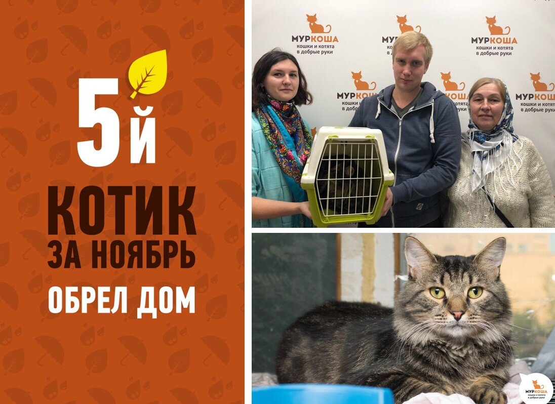 Приют котик химки. Приюты котята москва в добрые. Кошки из приюта. Приют котик химки. Приют для кошек в москве.