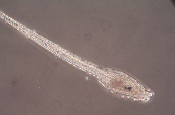 Личинка живого камня похожа на простого головастика, но ситуация сложнее
