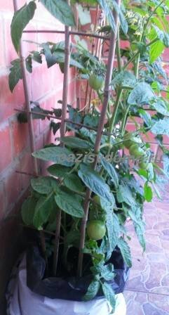 емкость для помидор на балконе