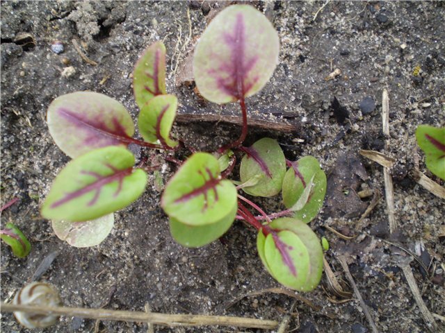 Молодые листья щавеля Кровавая Мери