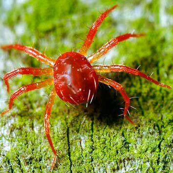 Фитосейлюс