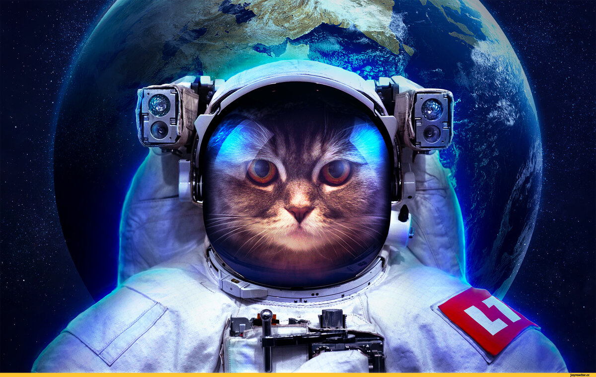 Кошка в скафандре