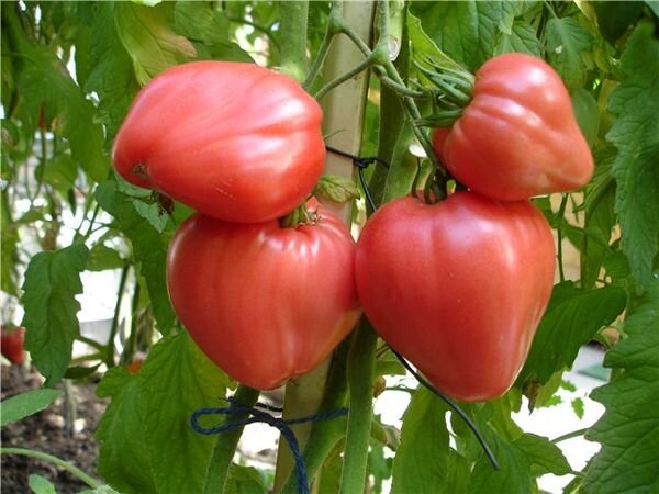 Что нужно знать о томатах Бычье сердце?