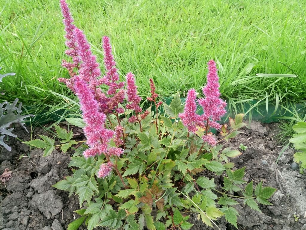 На фото видно, что без применения ручных инструментов качественно подстричь край газона у меня все-таки не получалось. Зато не нужно было обновлять границы клумбы. 