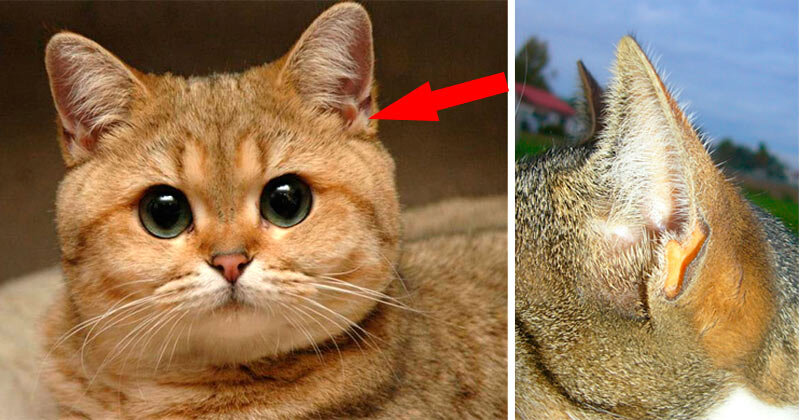 Гипотеза №2: Радар для движения