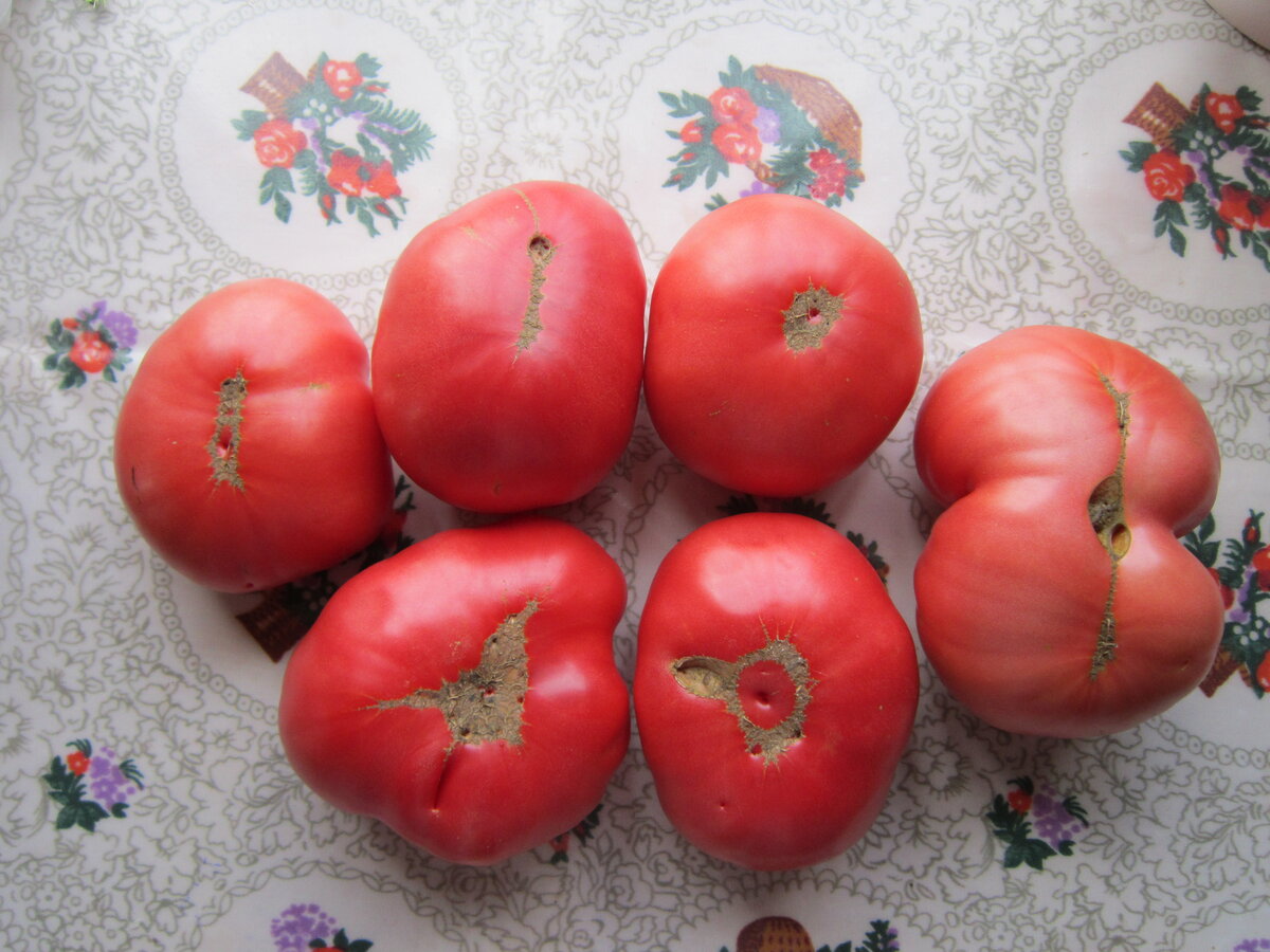 Помидоры грузины. Грузинские помидоры. Помидоры по грузински. Семена помидор грузинских низкорослых. Gruzinu tomatu MERCE.