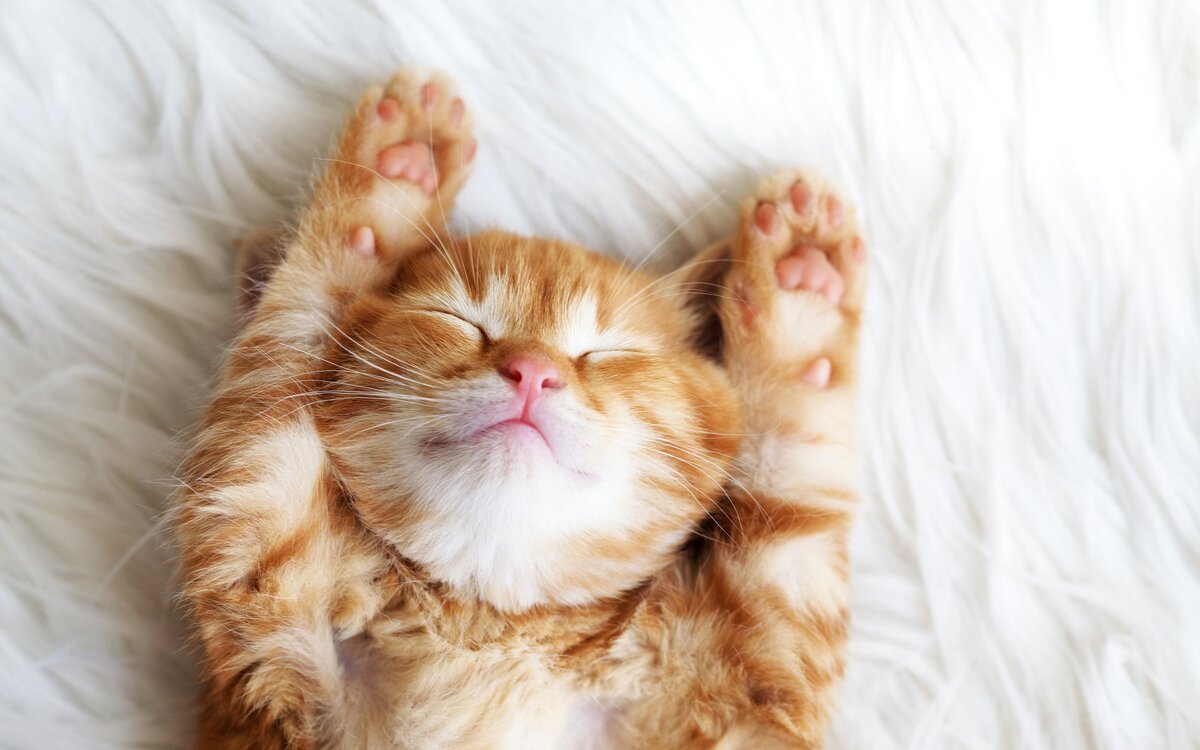 Как правильно подобрать имя под характер котёнка