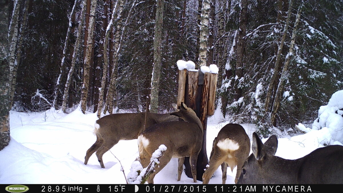 Здравствуйте. На один  из солонцов, повадилось ходить стадо косуль. Мамаша и три козленка. Приходят пару раз в месяц, средь бела дня. но ведут себя очень осторожно. Большим кругом обходят солонец, подолгу стоят и слушают, забавно стригут ушами. Только убедившись, что опасности нет-беззвучно, как тени, выходят на площадку. Даже если соль лежит низко, никогда не лижут сам камень. Только просоленную древесину. Если вдруг, раздастся резкий шум,например сойка крикнет, или ветка поблизости хрустнет-огромными прыжками,улепетывают врассыпную. Постояв в кустах, успокоившись-снова осторожно выходят...                                                                        Когда насыплет много снега, тяжело им приходится. Приходилось видеть, как проваливаясь по грудь, косуля улепетывала от собаки...                    Зато когда схватится наст-наступает раздолье для коз-начинается массовая весенняя движуха, кругом следы, переходы, наброды. Часто попадаются на глаза, среди дня. Однажды наблюдал стадо в 12 голов. Очень красивая и грациозная животинка...
