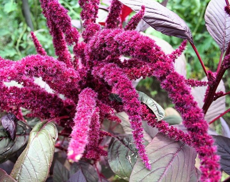 Амарант дзена канал. Амарант вишневый бархат. Амарант Amaranthus Aurelia’s Verde. Амарант щирица огородный. Амарант красный осьминог.