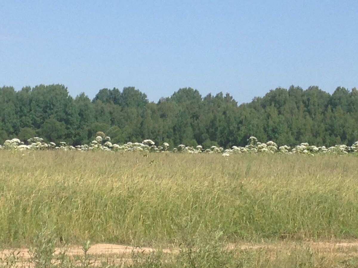 Поле, заросшее борщевиком 